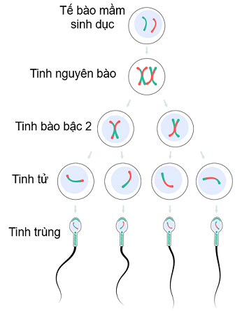 quá trình sinh tinh, olm